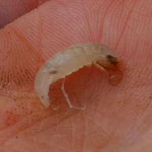 Madison Cave Isopod | Wildlife and Wild Lands