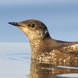 Marbled Murrelet Wildlife And Wild Lands