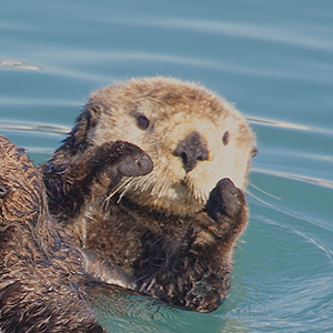 Northern Sea Otter | Wildlife and Wild Lands